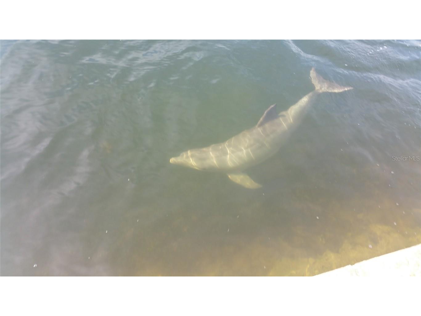 6035 Sea Ranch Drive #901 Hudson FL 34667 - GULF OF MEXICO S5118036 image41