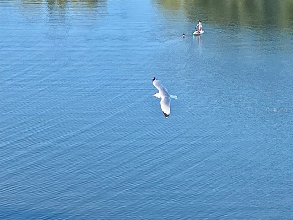 6035 Sea Ranch Drive #901 Hudson FL 34667 - GULF OF MEXICO S5118036 image46