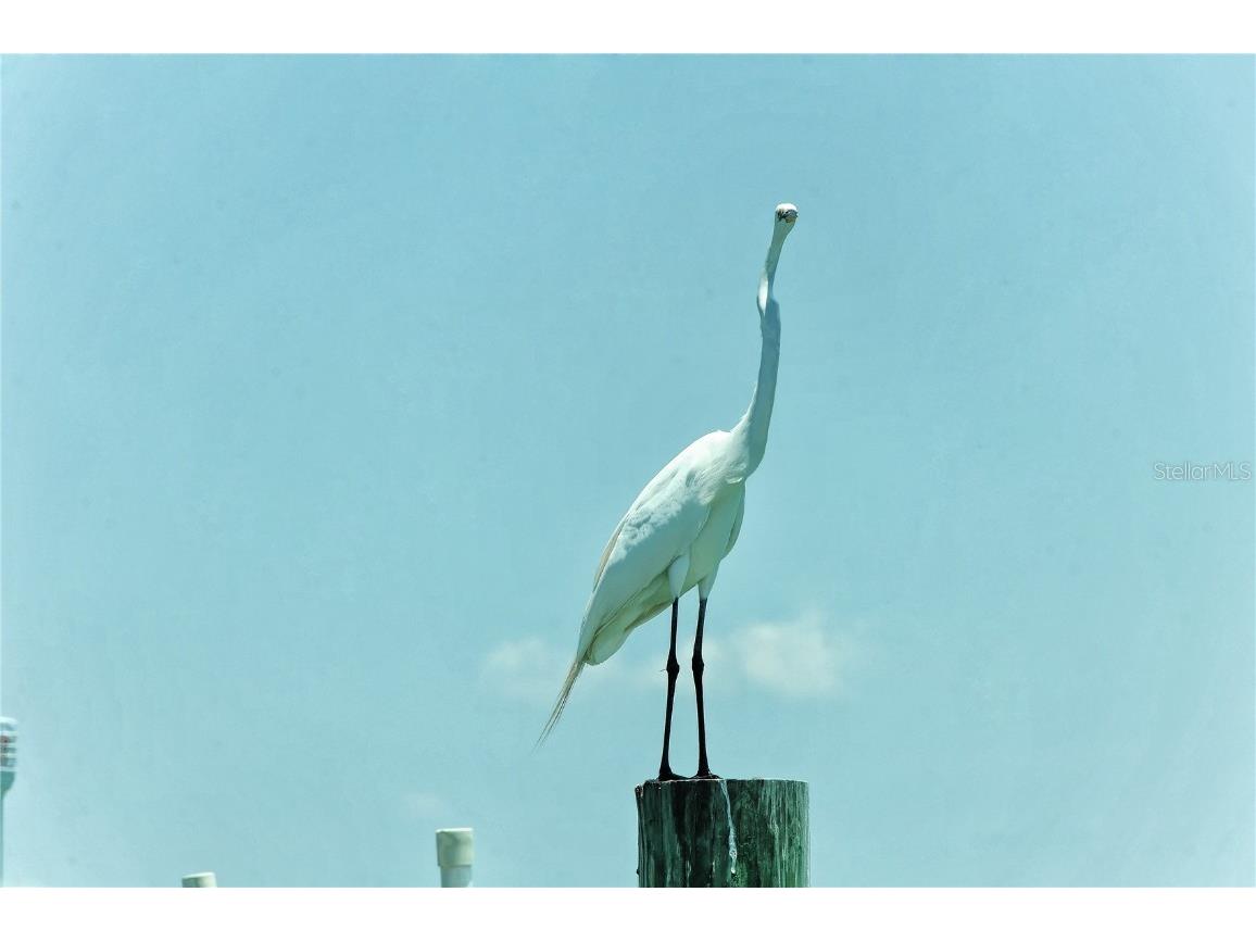 6040 Boca Grande Causeway #5 Boca Grande FL 33921 - GASPARILLA SOUND D6143184 image3