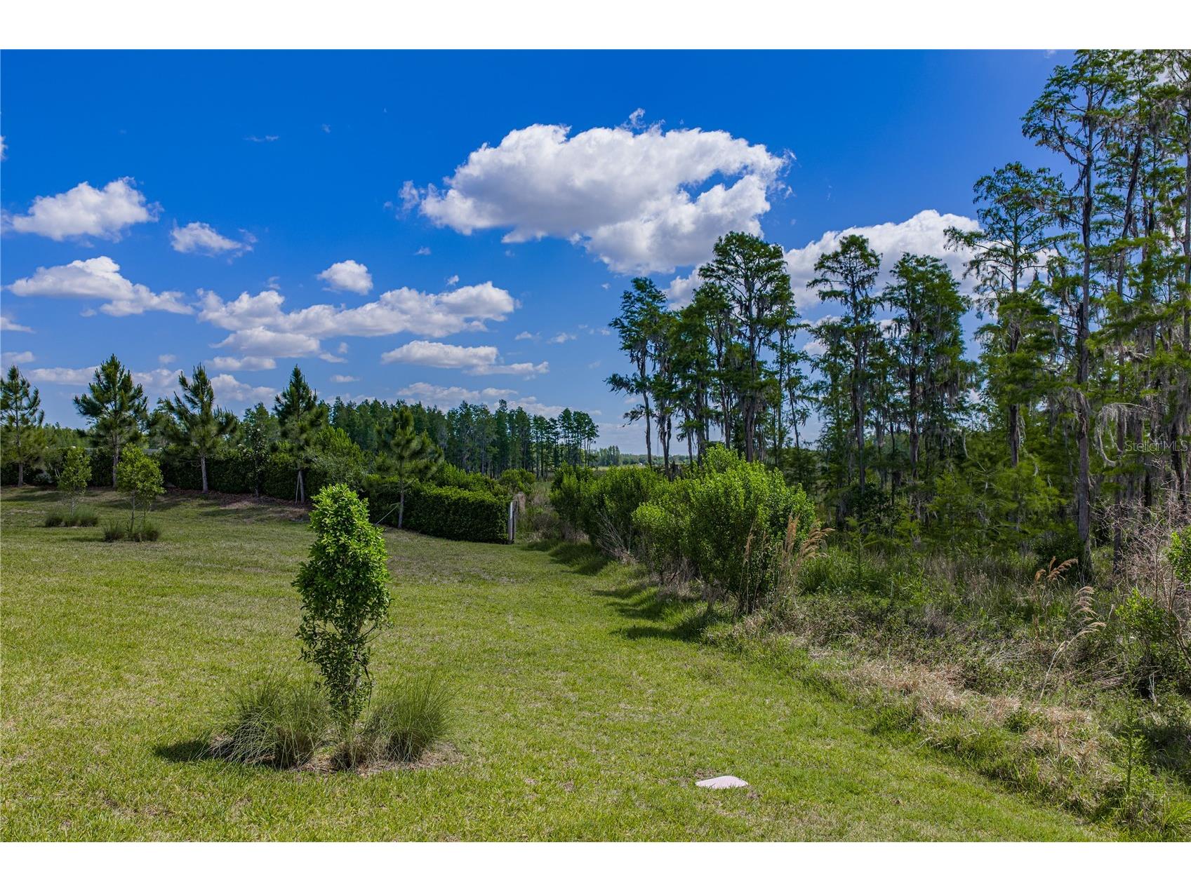 6041 Shorebird Branch Land O Lakes FL 34638 TB8501220 image63