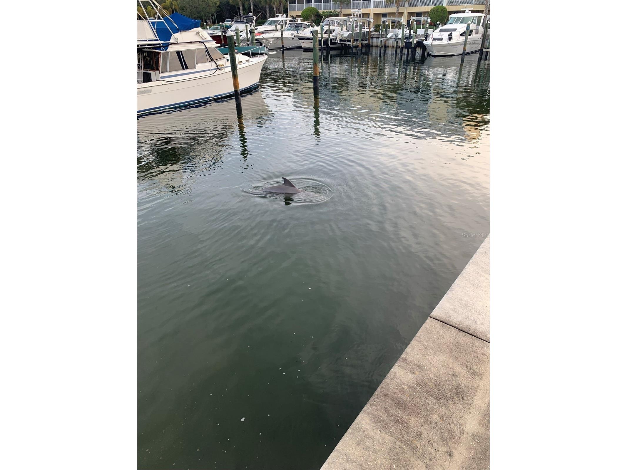 6072 Moorings Drive S Saint Petersburg FL 33712 TB8513376 image27