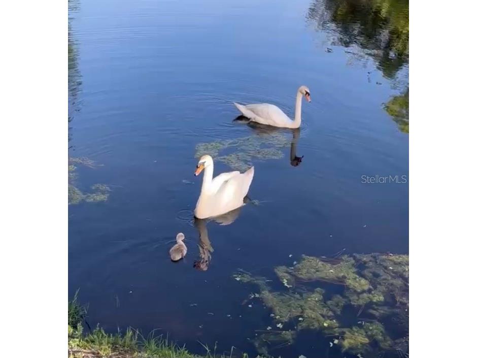 6073 Windhover Drive #C04 Orlando FL 32819 O6271512 image20