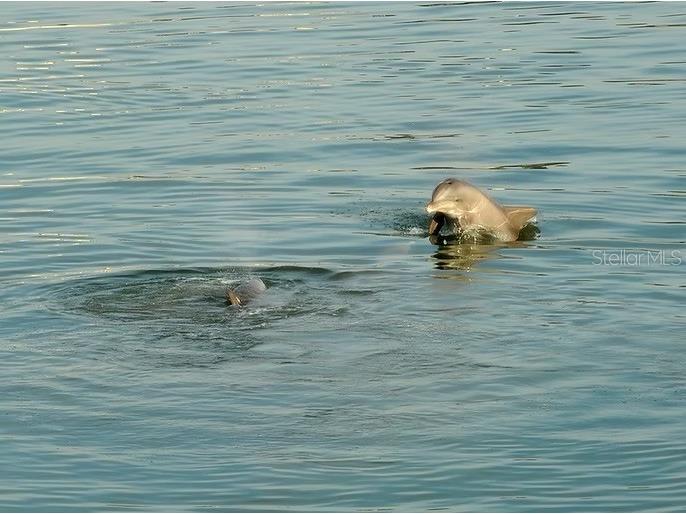 6075 Shore Boulevard S #215 Gulfport FL 33707 TB8390948 image19