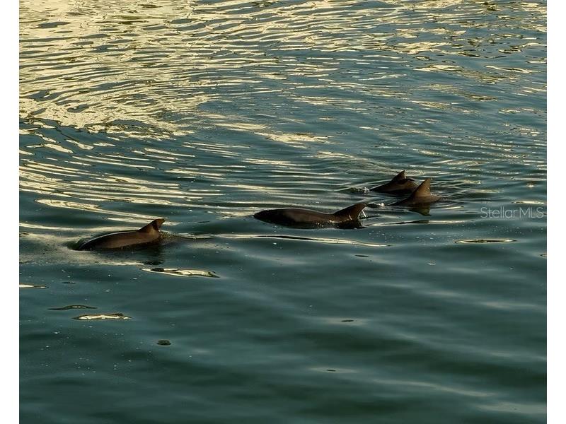 6075 Shore Boulevard S #215 Gulfport FL 33707 TB8390948 image20