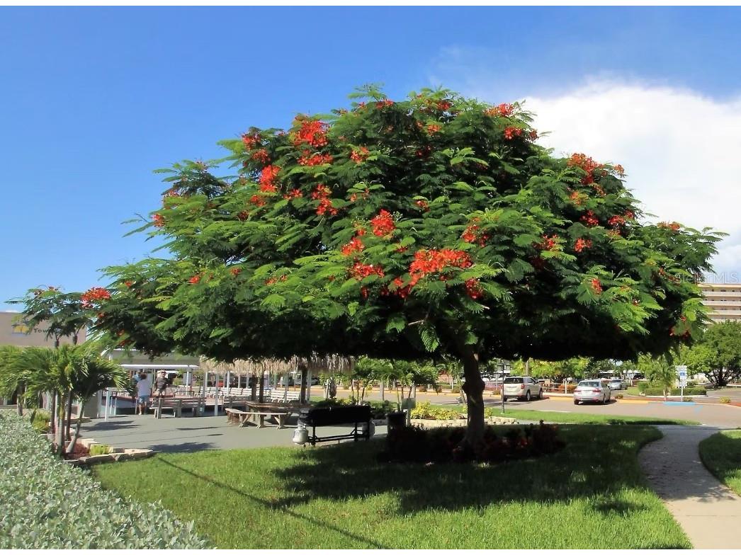 6075 Shore Boulevard S #215 Gulfport FL 33707 TB8390948 image22