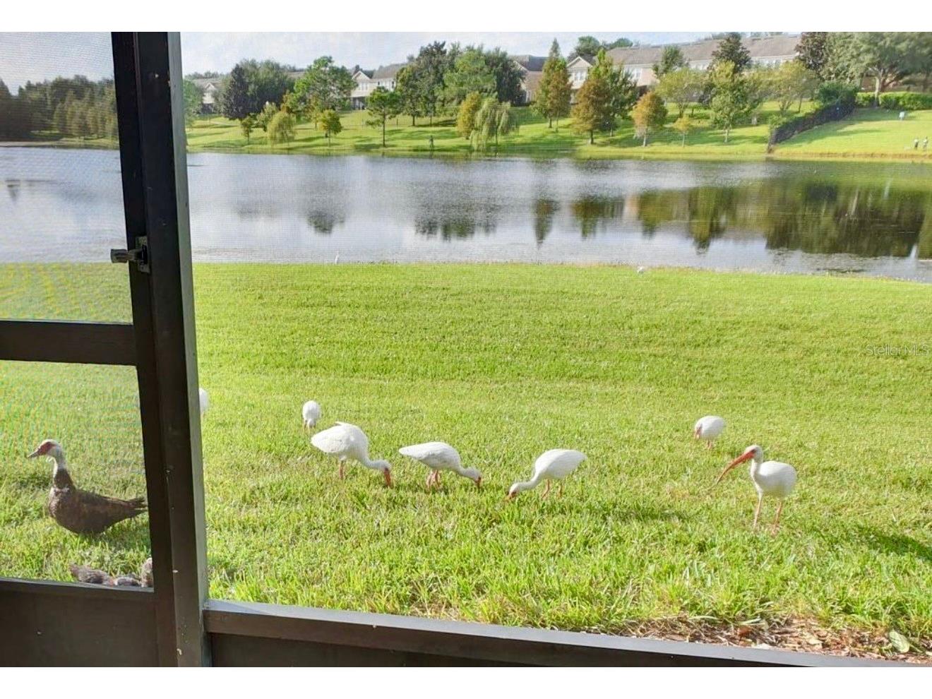 6081 Twain Street #108 Orlando FL 32835 O6382224 image18