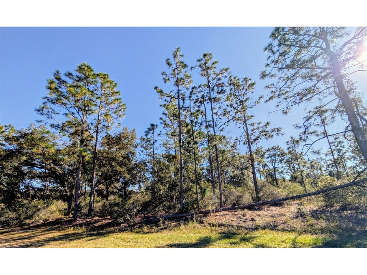 609 Indian Lake Drive Indian Lake Estates FL 33855 - LAKE WEOHYAKAPKA S5138288 image1