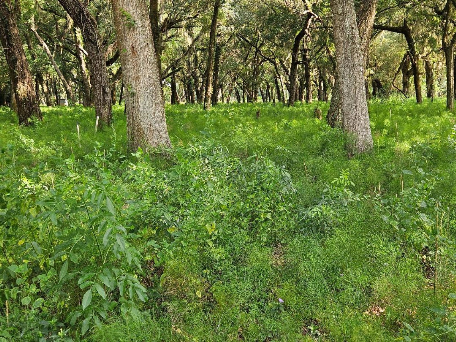 610 Burnsed Road Pierson FL 32180 R4911368 image14