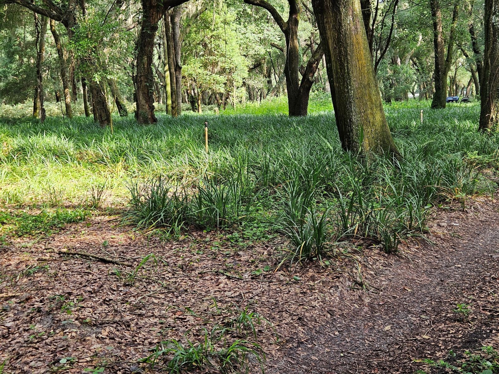610 Burnsed Road Pierson FL 32180 R4911368 image6