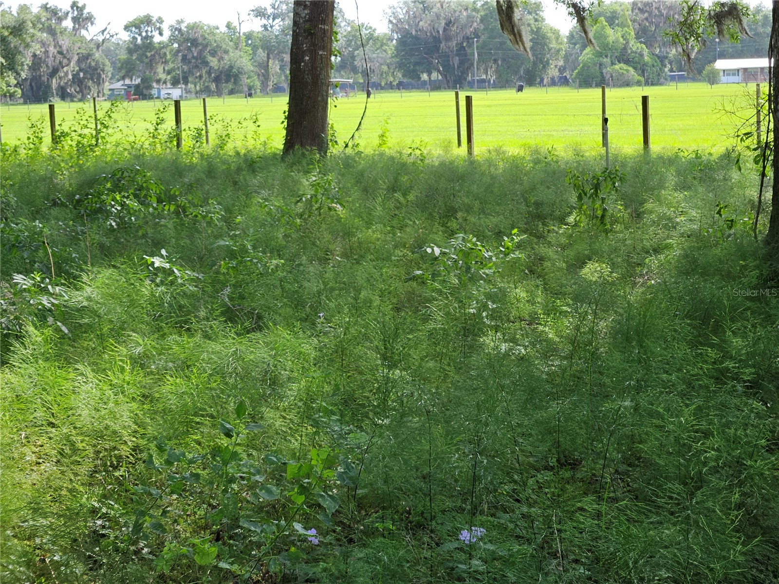 610 Burnsed Road Pierson FL 32180 R4911368 image7