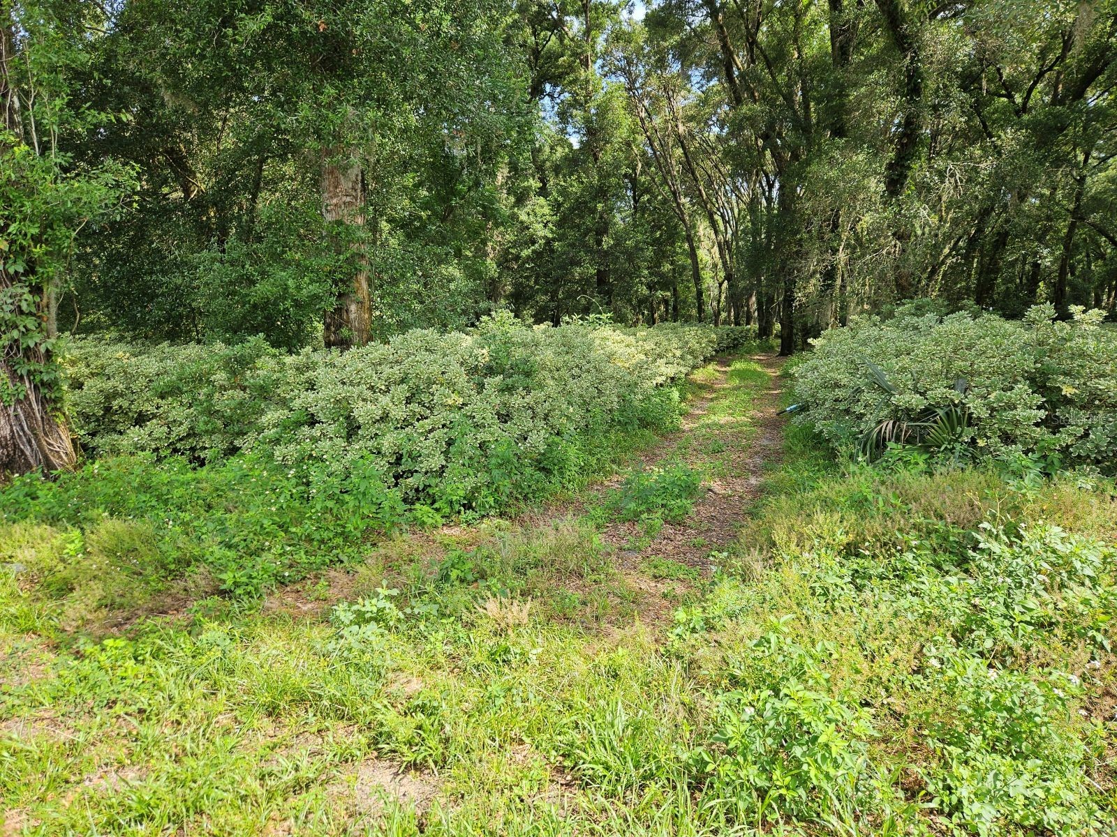 610 Burnsed Road Pierson FL 32180 R4911368 image8
