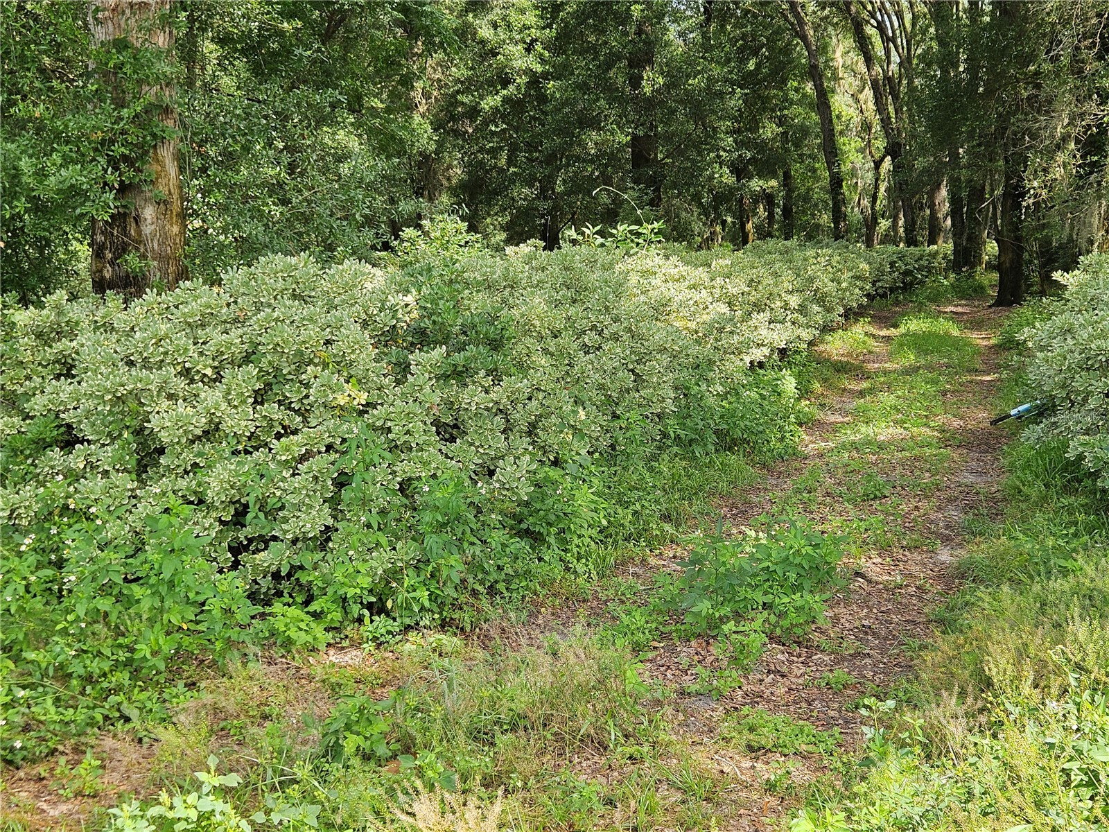610 Burnsed Road Pierson FL 32180 R4911368 image9