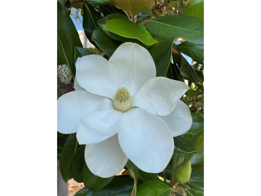 6101 34th Street W #25E Bradenton FL 34210 A4667377 image44