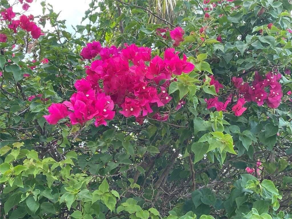 6101 34th Street W #25E Bradenton FL 34210 A4667377 image46