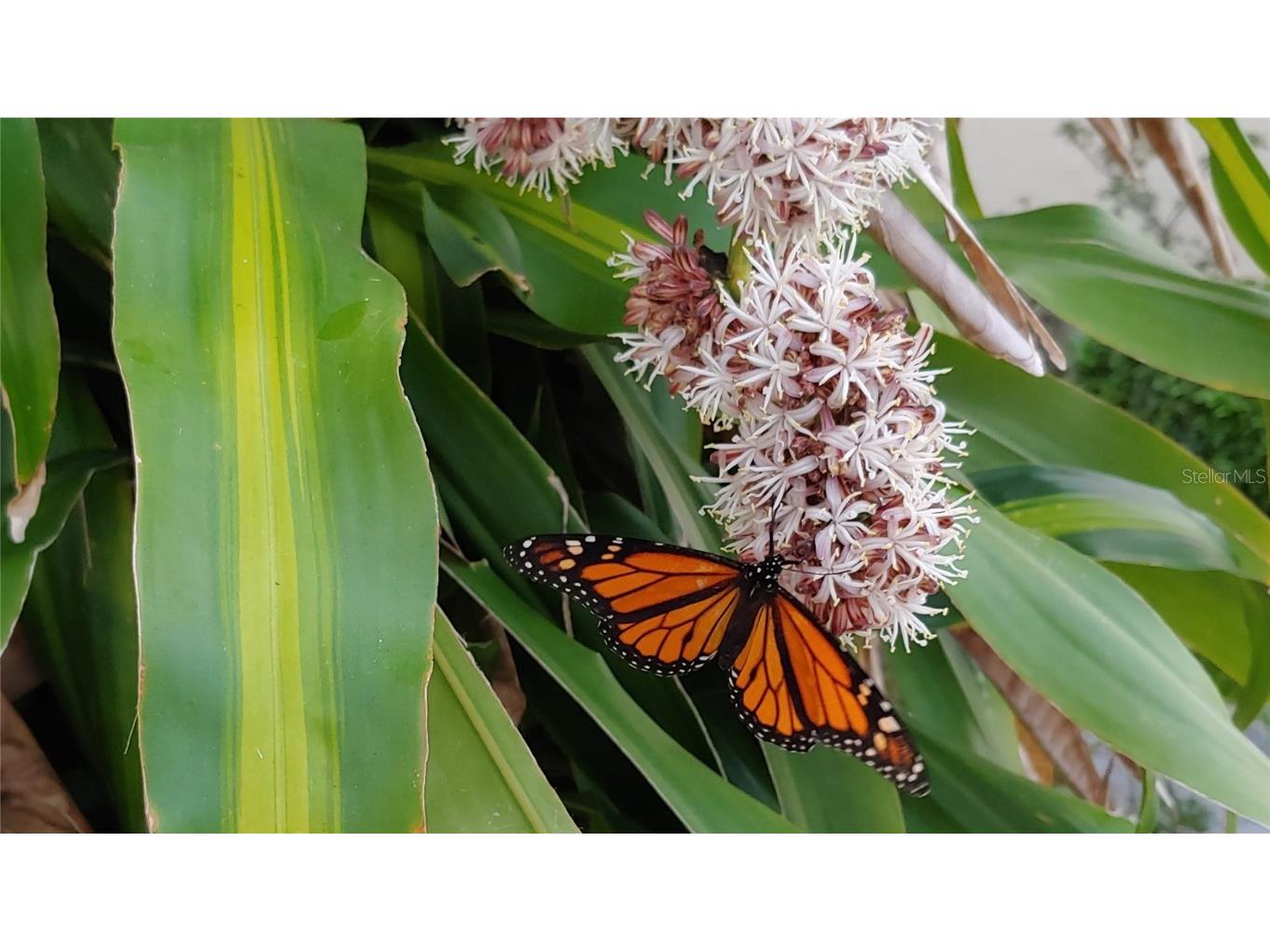 6101 34th Street W #31H Bradenton FL 34210 A4671286 image54