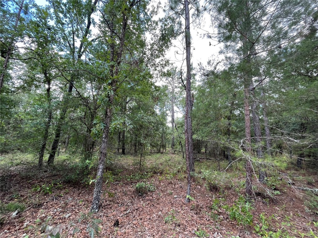 6101 Juilliard Avenue Keystone Heights FL 32656 OK222833 image1