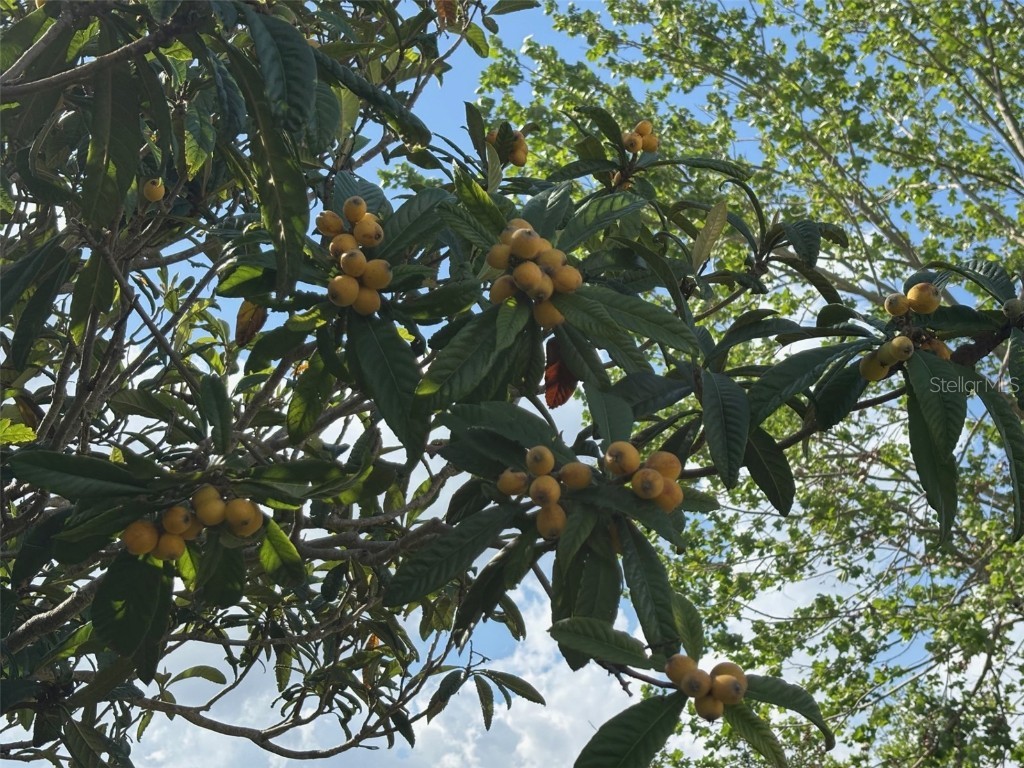 6107 Grand Oaks Drive SE Winter Haven FL 33884 P4934363 image46