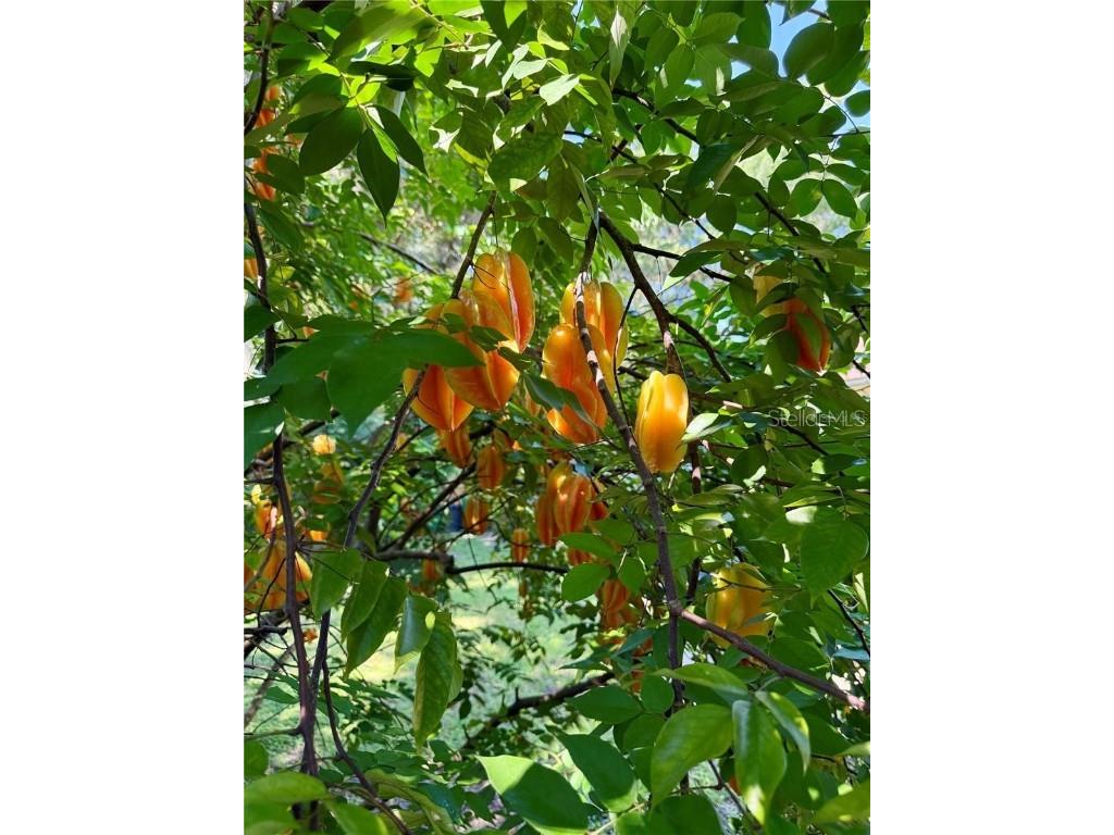 611 N Garfield Avenue Deland FL 32724 V4945698 image34