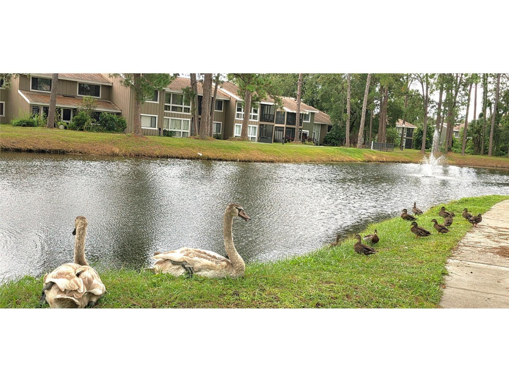 6124 Peregrine Avenue #D06 Orlando FL 32819 O6344391 image48