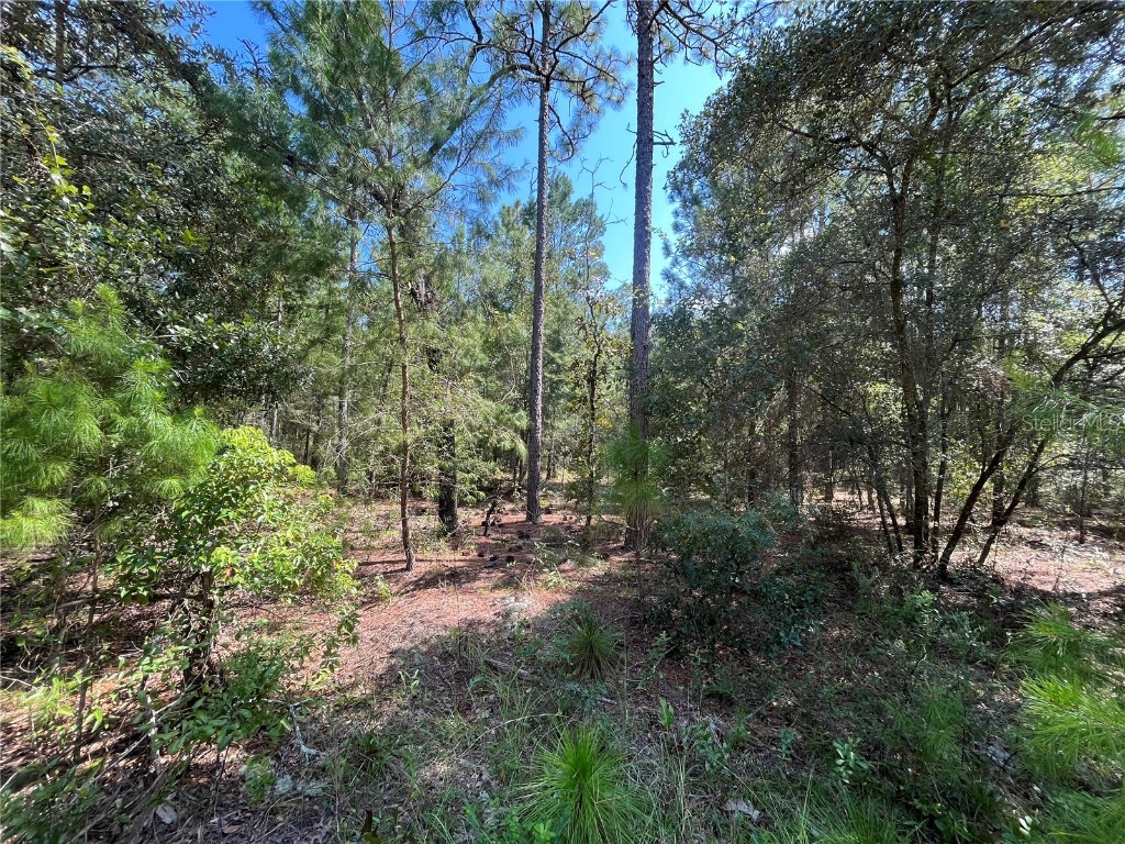 6129 Juilliard Avenue Keystone Heights FL 32656 OK223111 image1