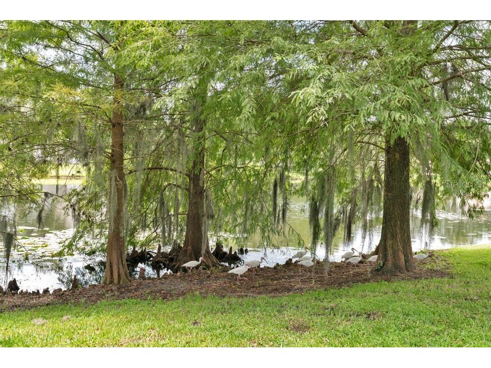 6139 Andreozzi Lane Windermere FL 34786 O6330995 image39