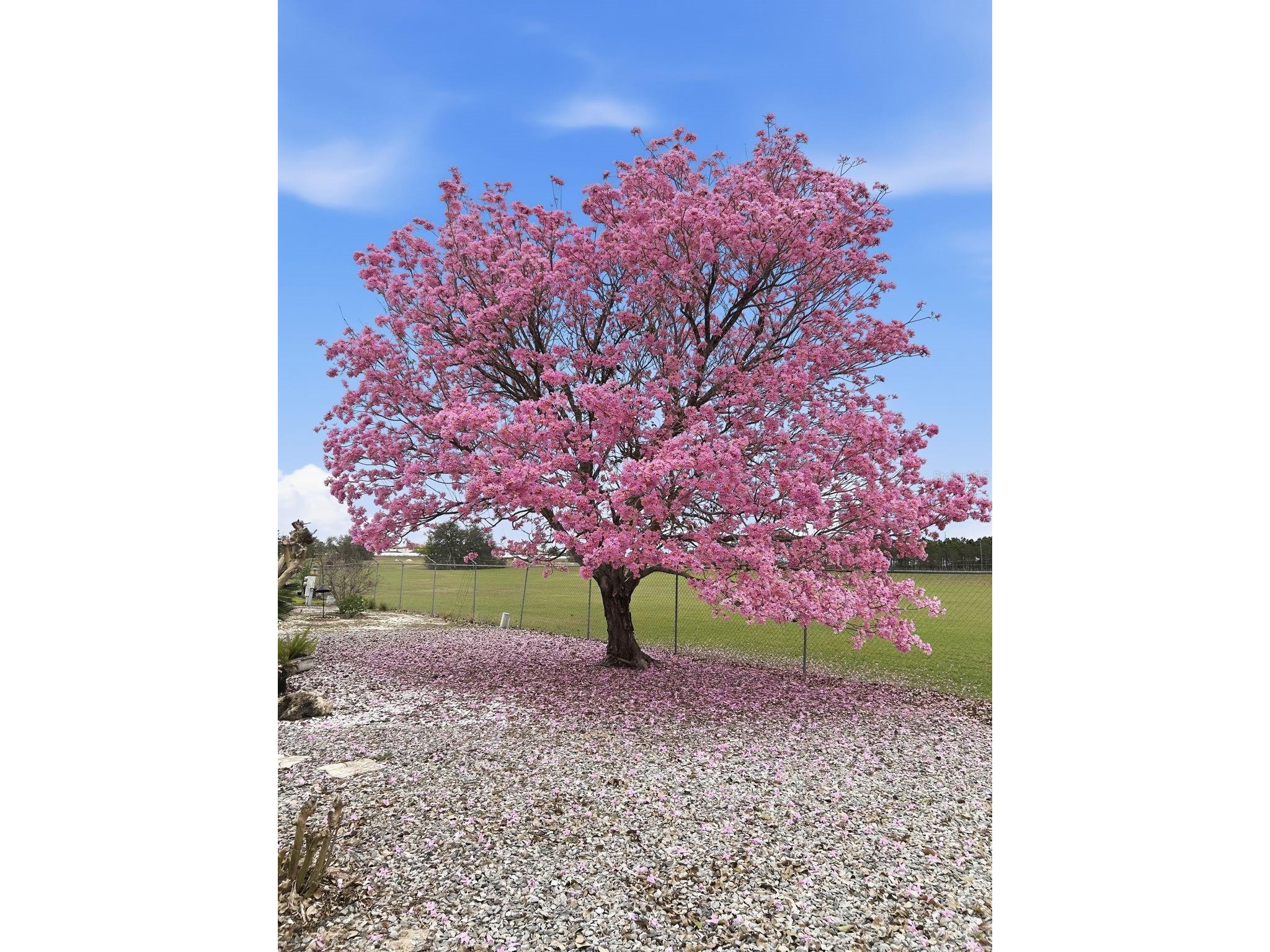 614 Challenger Avenue Davenport FL 33897 O6361341 image5