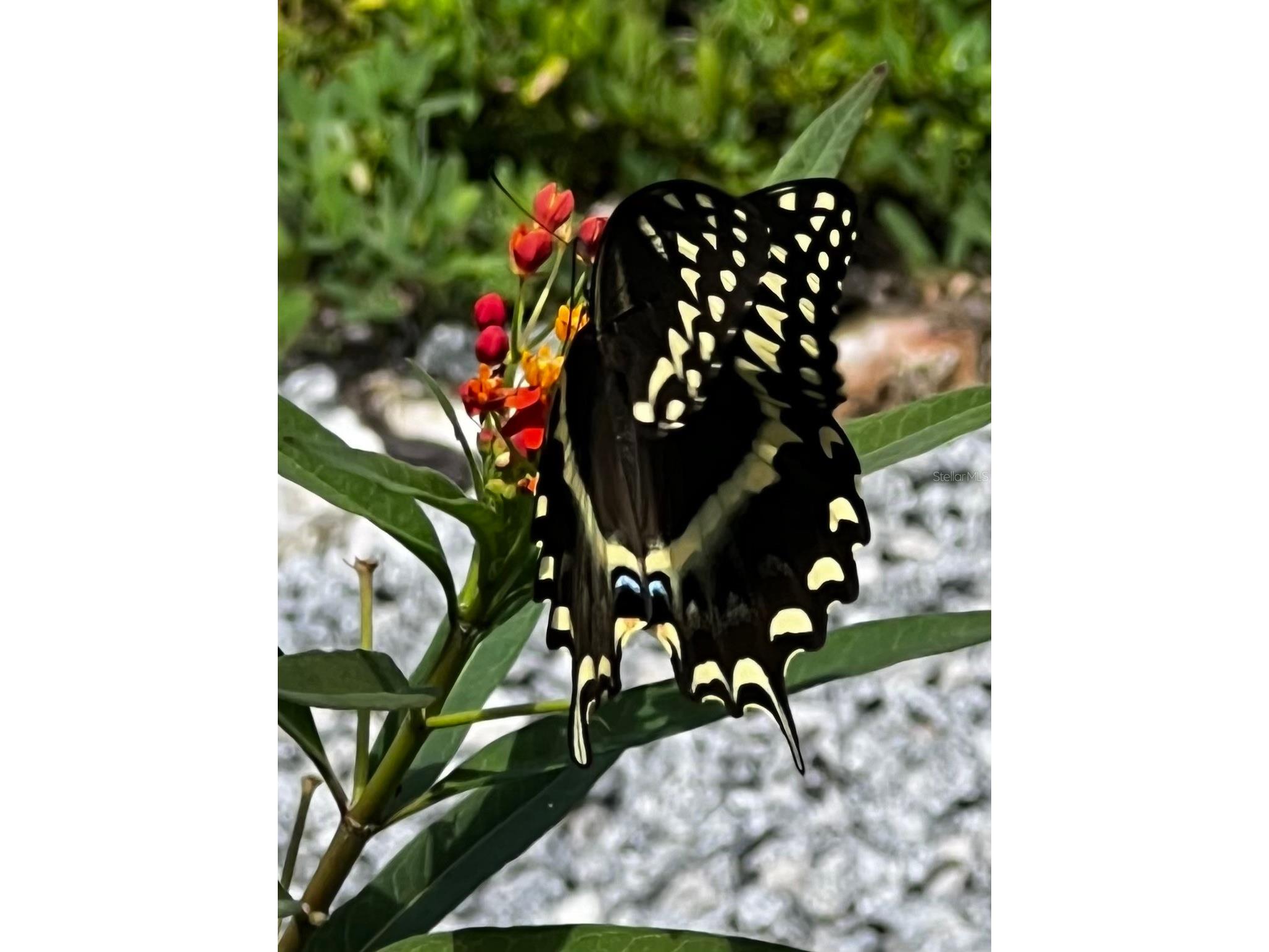 615 Art Center Avenue New Smyrna Beach FL 32168 V4949787 image87