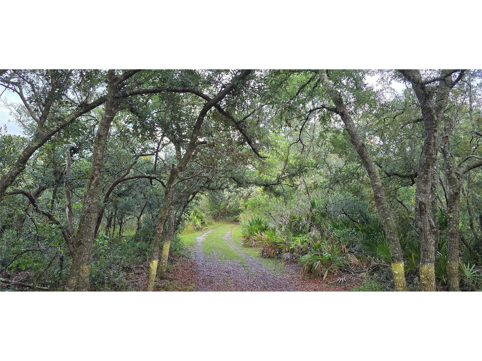 6150 SW 126th Avenue Cedar Key FL 32625 O6422136 image3