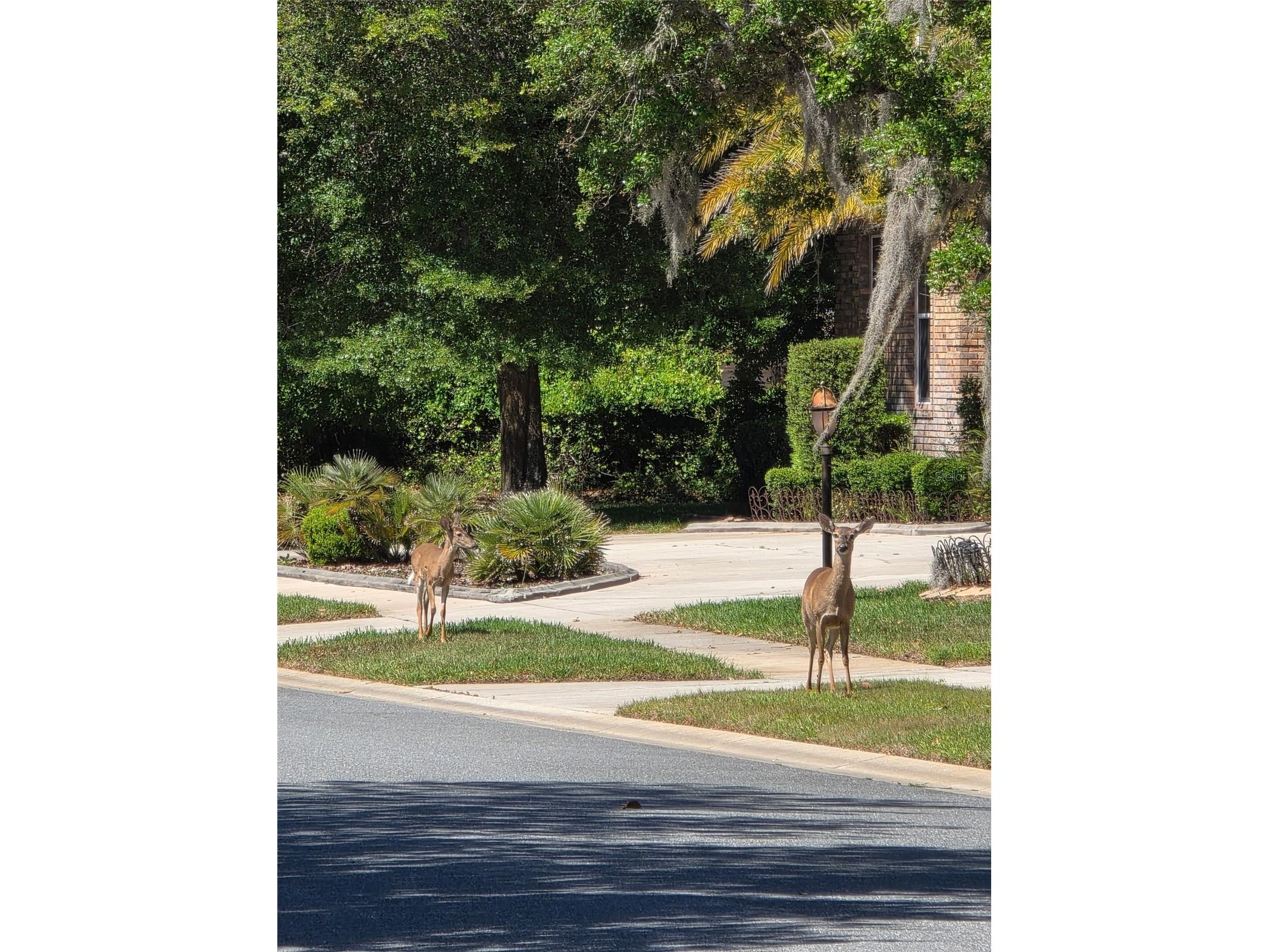 6151 New Osprey Point Weeki Wachee FL 34607 W7884366 image57