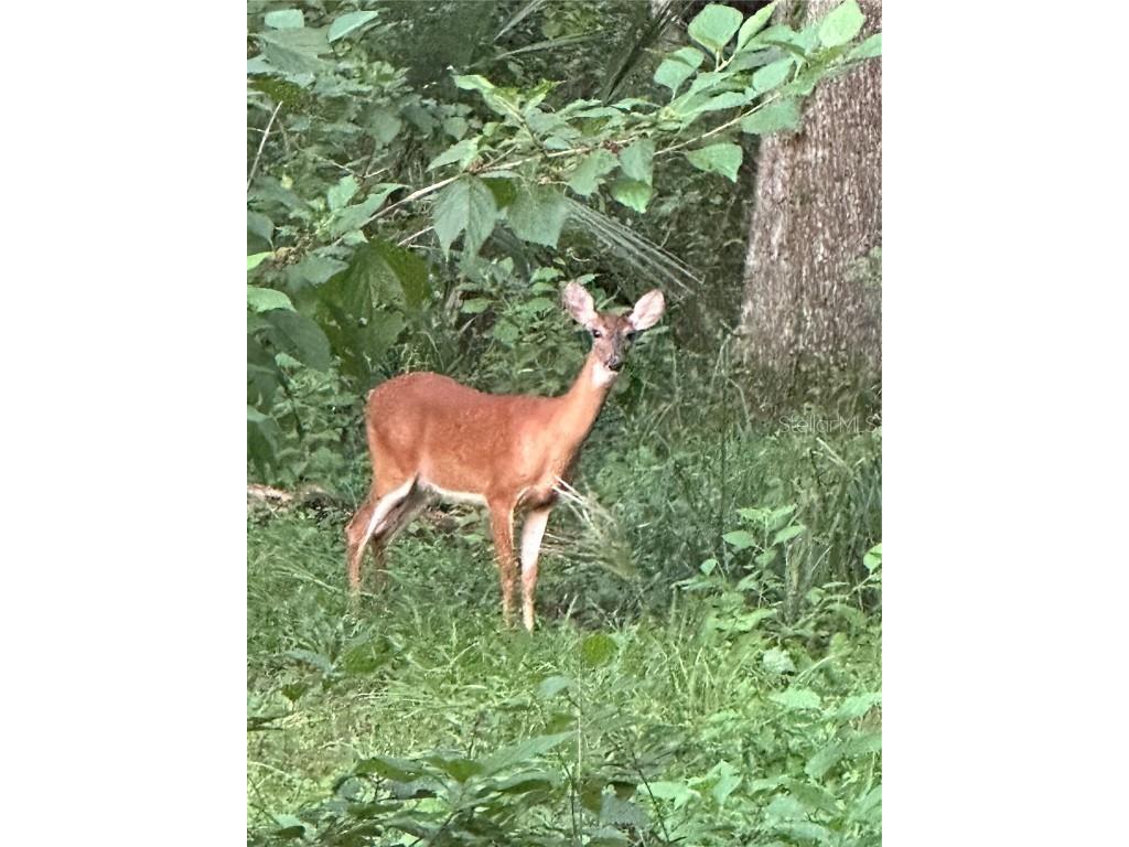 6177 Cr 625 Bushnell FL 33513 TB8411253 image59