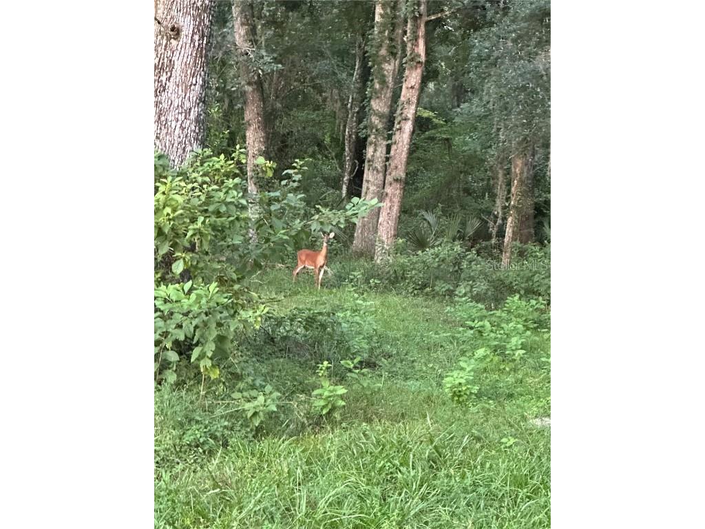 6177 Cr 625 Bushnell FL 33513 TB8411253 image93