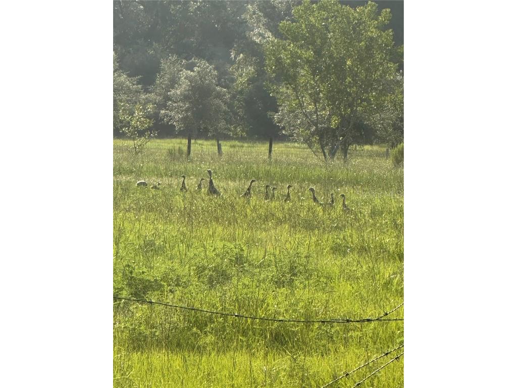 6177 Cr 625 Bushnell FL 33513 TB8411253 image94