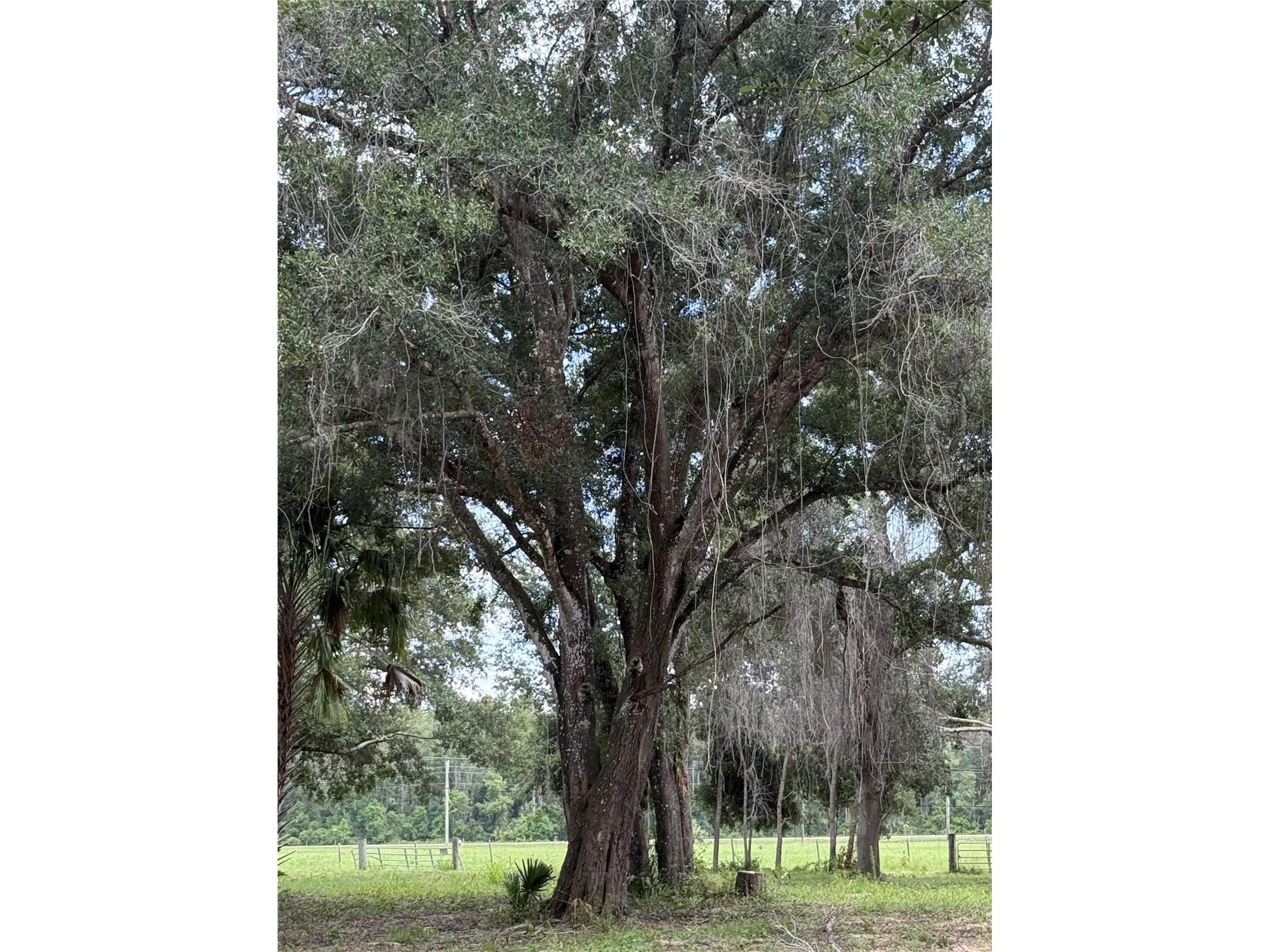 620 Cochran Road Geneva FL 32732 O6419713 image9