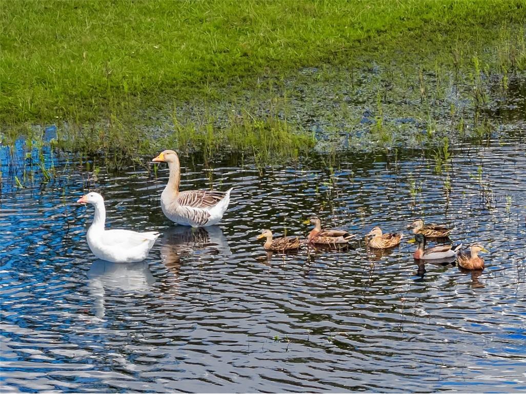 620 Willow Pond Lane Osteen FL 32764 O6356800 image78