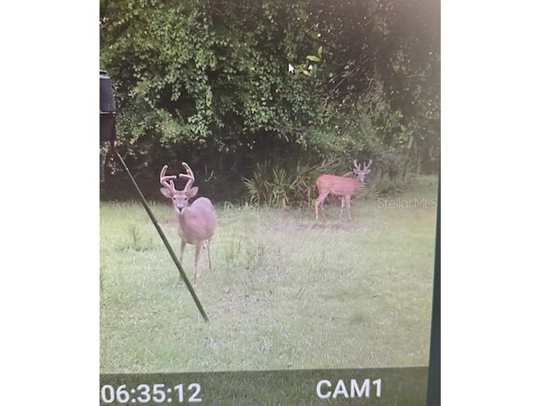 620 Willow Pond Lane Osteen FL 32764 O6356800 image95