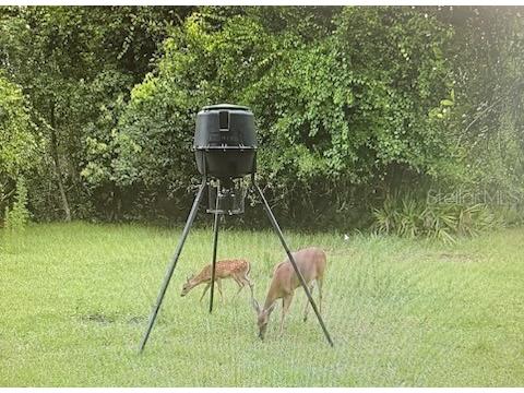 620 Willow Pond Lane Osteen FL 32764 O6356800 image96