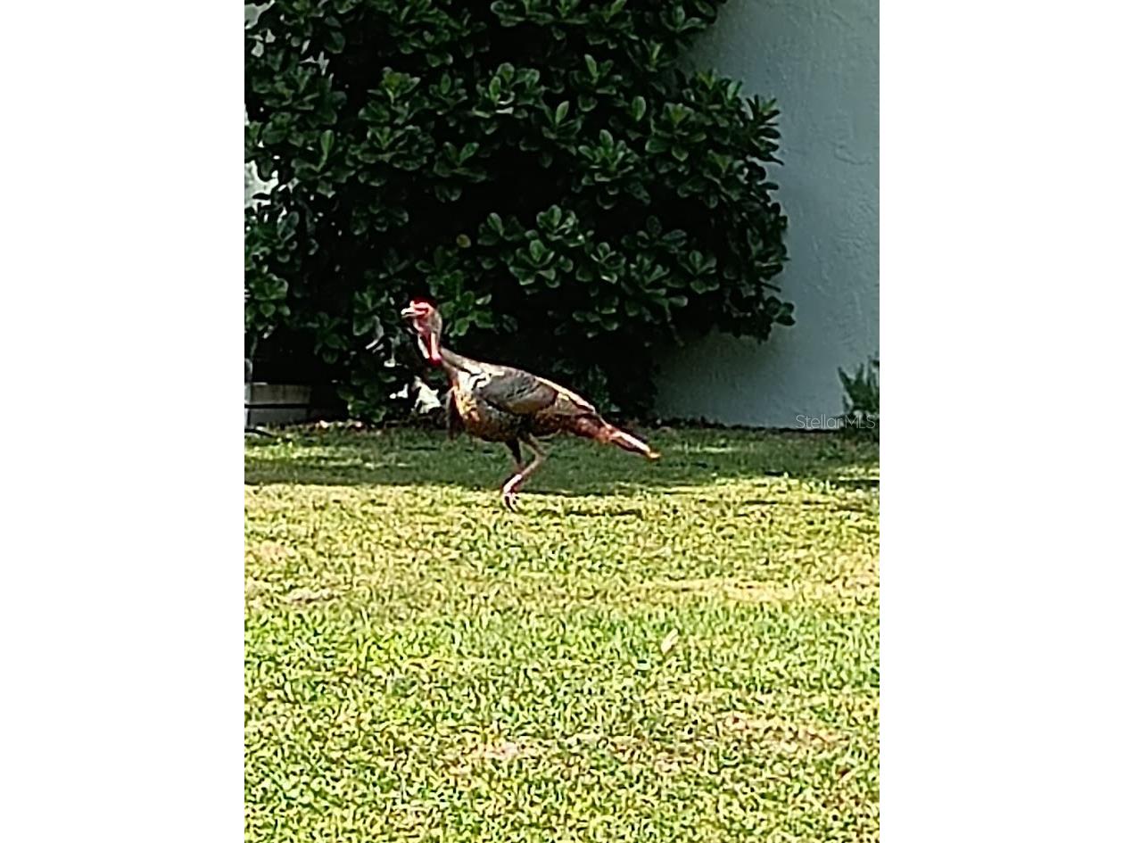 6213 Bridleford Drive Wesley Chapel FL 33545 TB8512048 image67