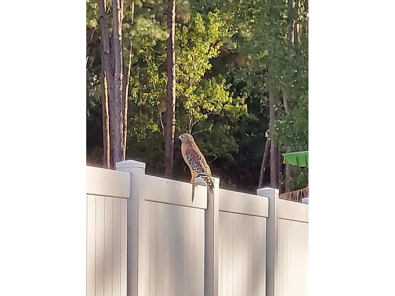 6213 Bridleford Drive Wesley Chapel FL 33545 TB8512048 image82