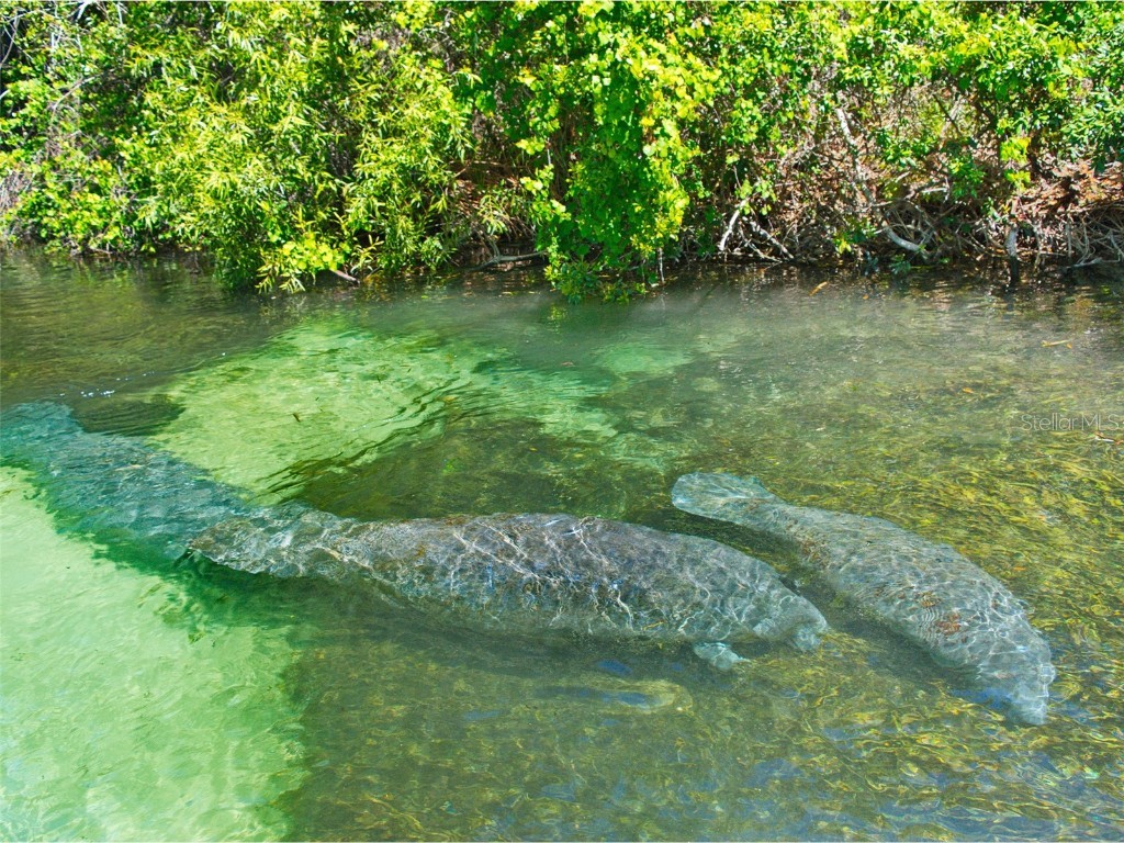 6222 Bear Trail Run Weeki Wachee FL 34607 T3515688 image35