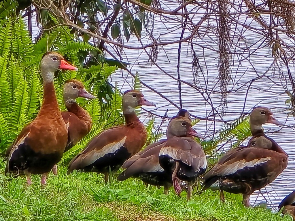 623 Oak Hill Circle #28 Sarasota FL 34232 C7516464 image33