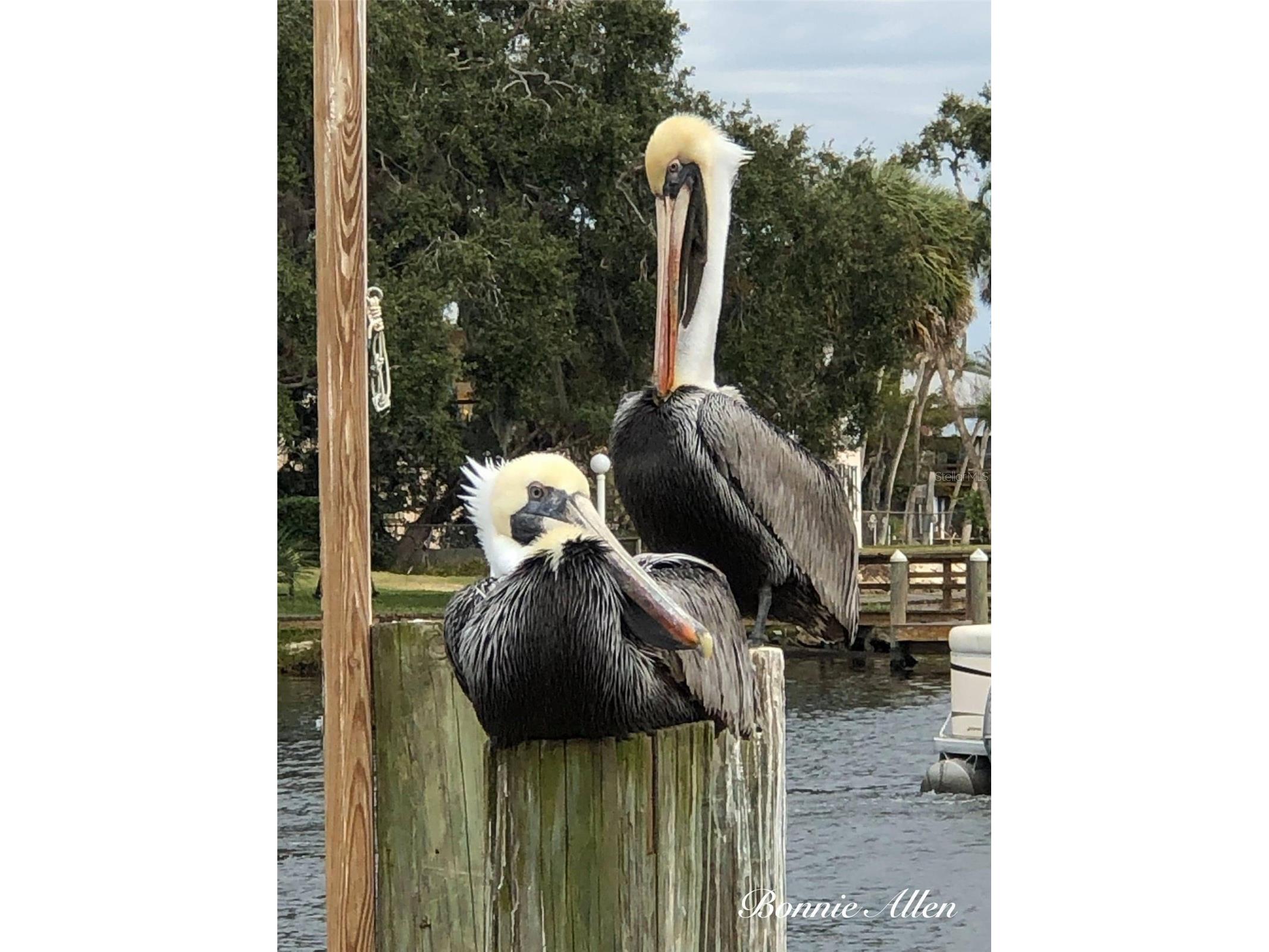 6232 Tower Drive Hudson FL 34667 - GULF OF AMERICA W7884656 image23