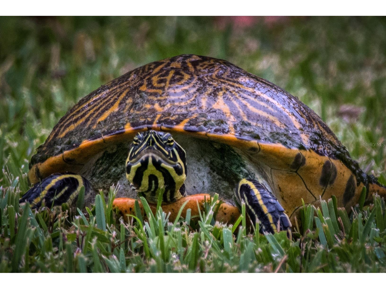 625 Midway Drive #A Ocala FL 34472 - LAKE SPARKLE OM717615 image31