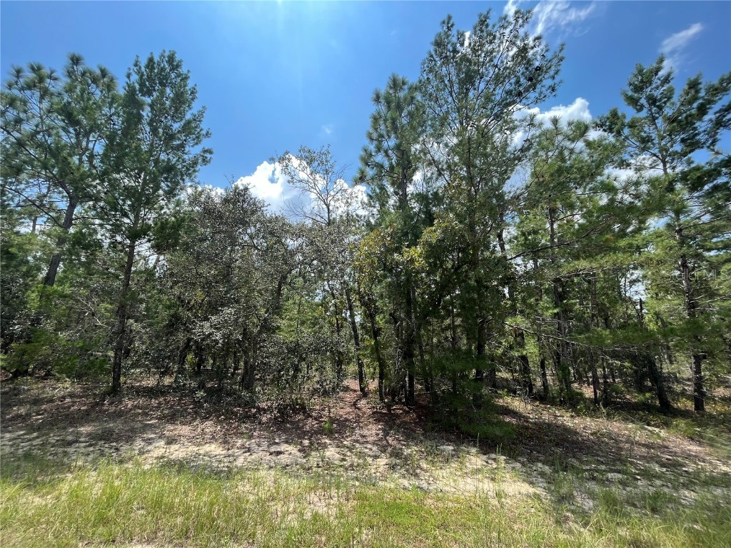 6253 Emory Avenue Keystone Heights FL 32656 OK223164 image1