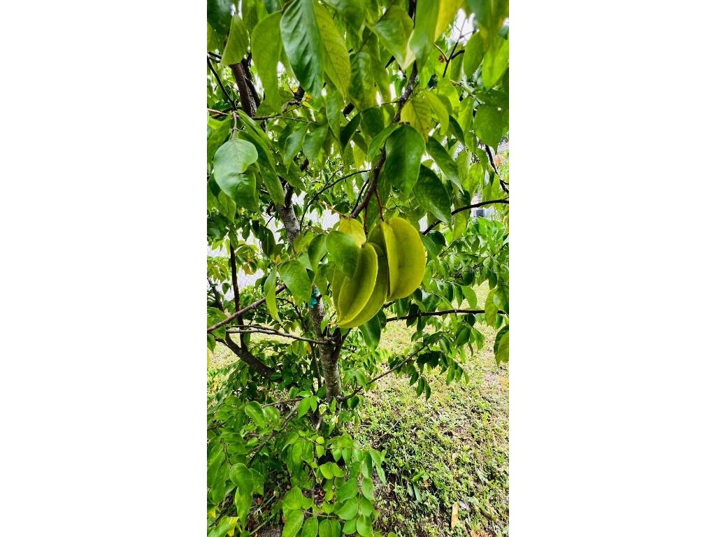 626 Baldwin Drive Kissimmee FL 34758 S5134915 image14