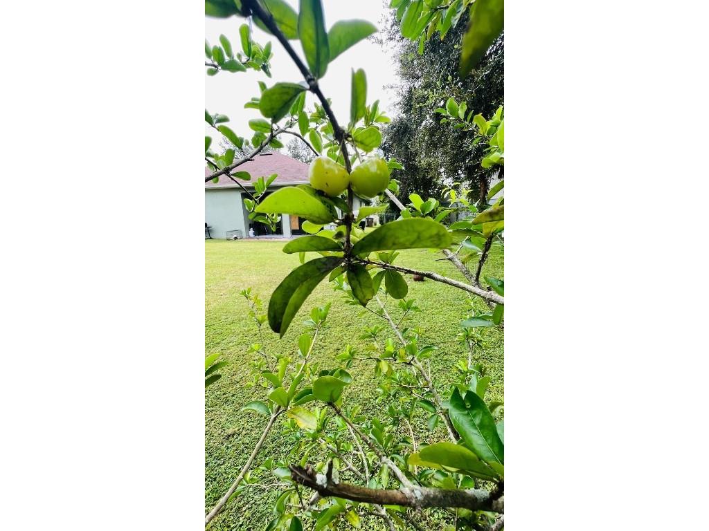 626 Baldwin Drive Kissimmee FL 34758 S5134915 image17