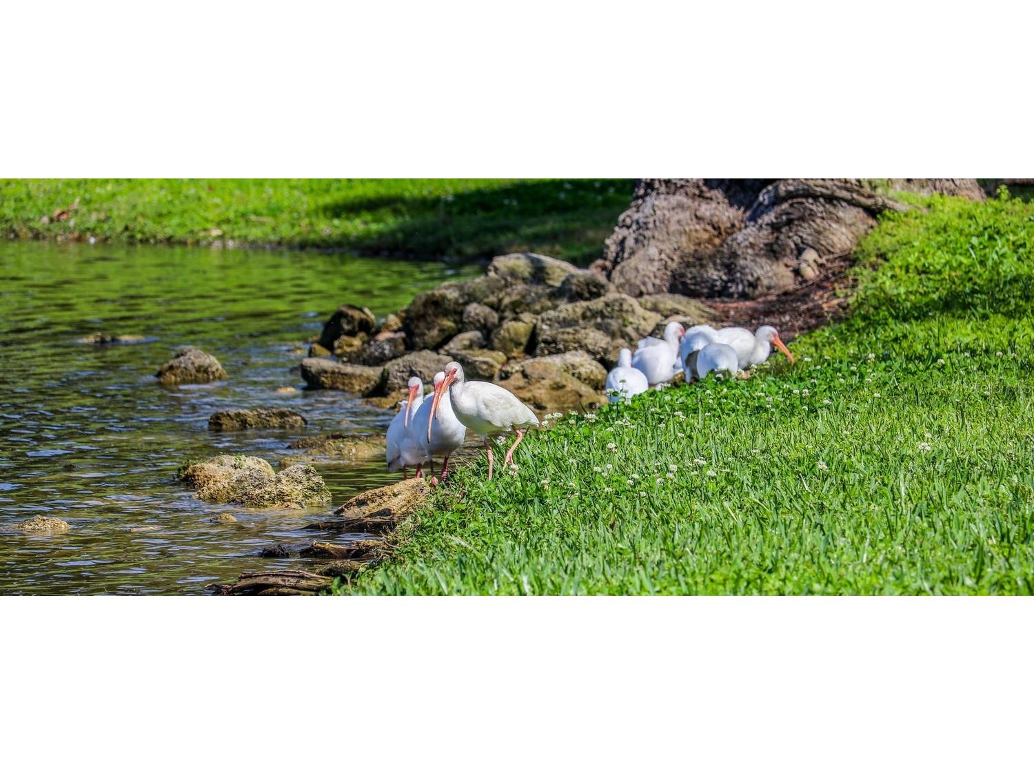 626 Red Oak Circle #106 Altamonte Springs FL 32701 - LAKE ORIENTA O6408039 image56