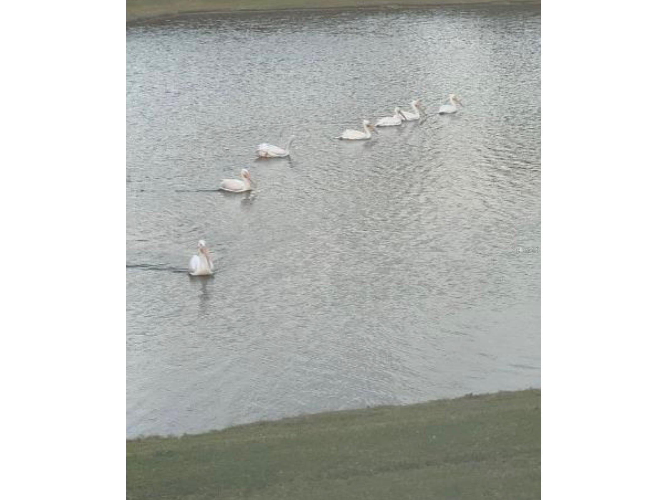 6272 Bucket Court Gibsonton FL 33534 TB8514662 image27