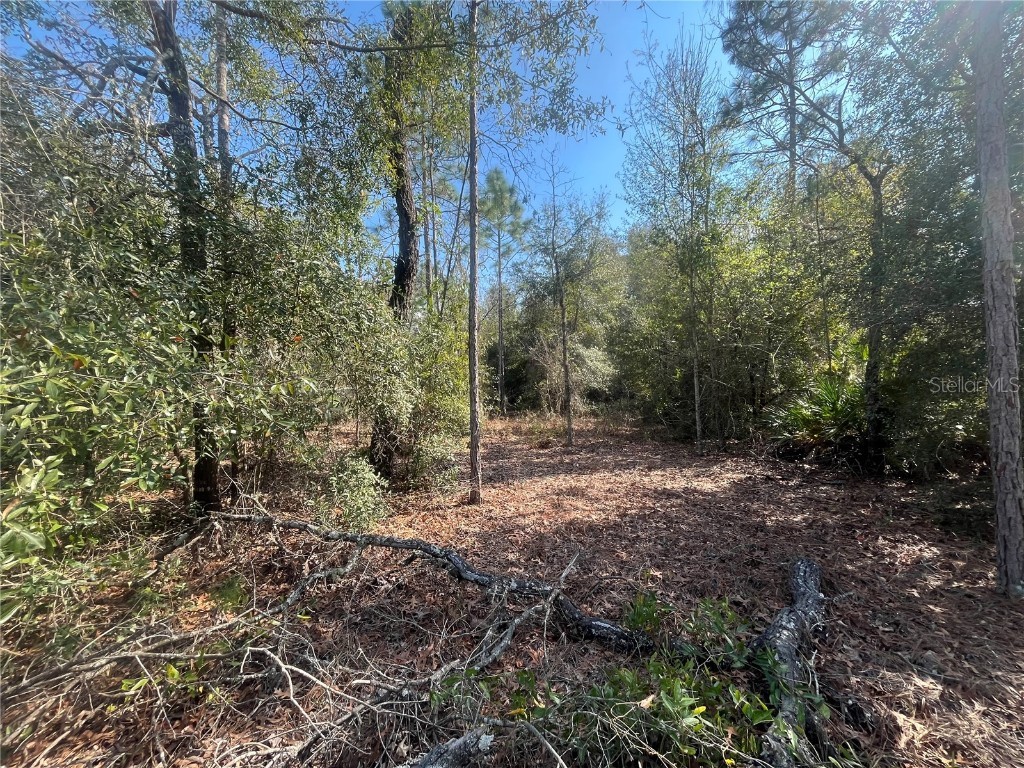 6291 Drake Avenue Keystone Heights FL 32656 OK224389 image4