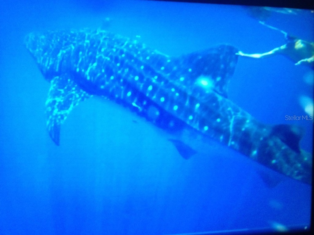 6304 Beechwood Avenue Sarasota FL 34231 A4628886 image38