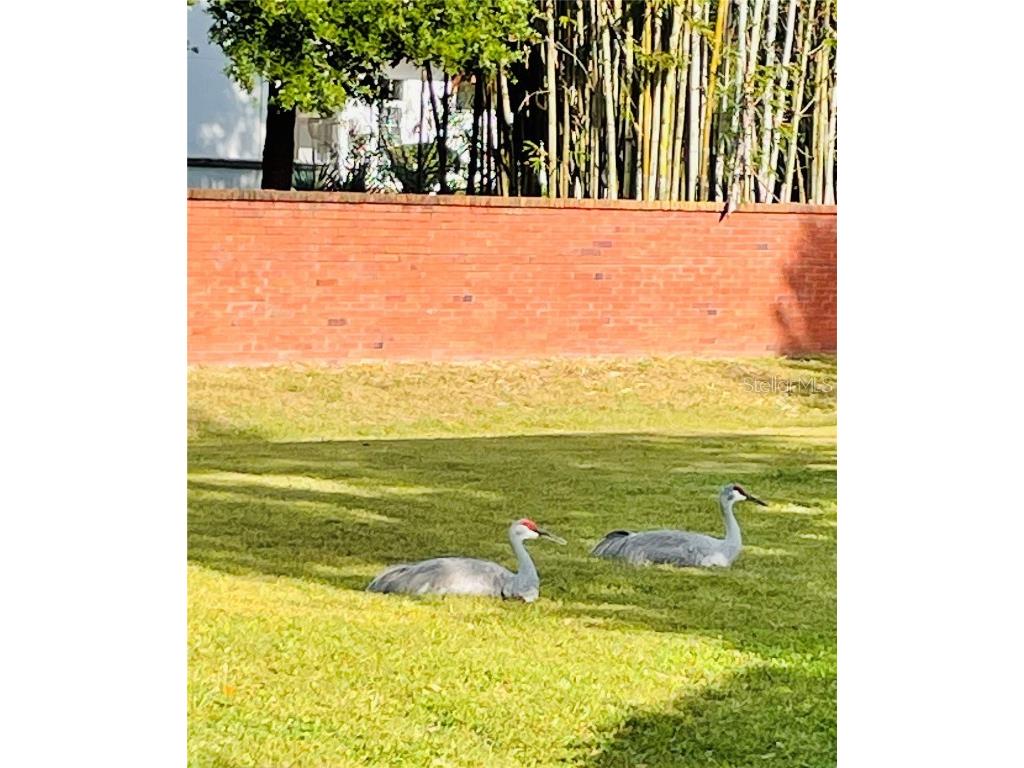 6315 Clearmeadow Court Windermere FL 34786 O6330497 image40